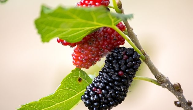 Benefits of Mulberry in Hindi