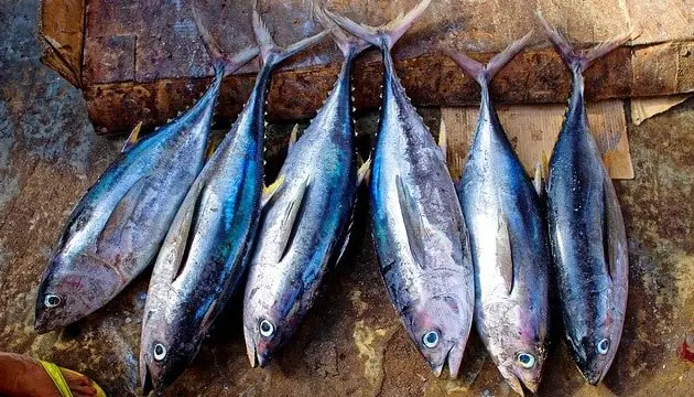Tuna Fish in Hindi